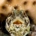 blenny_sailfin_lphr_gc_h_0227_cay4142.jpg